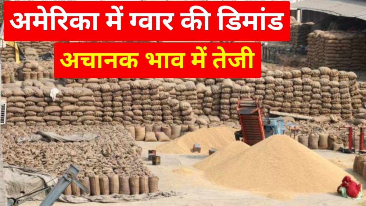 Guar Bhav Update News