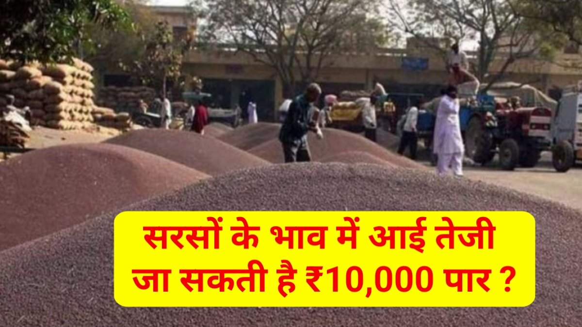 Sarso Ka Taza Bhav Update